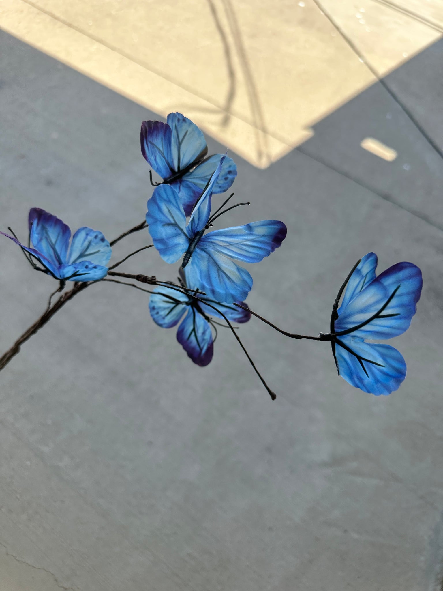 Blue Butterfly Spray